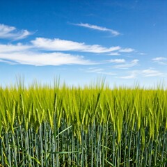 Obraz premium green wheat field