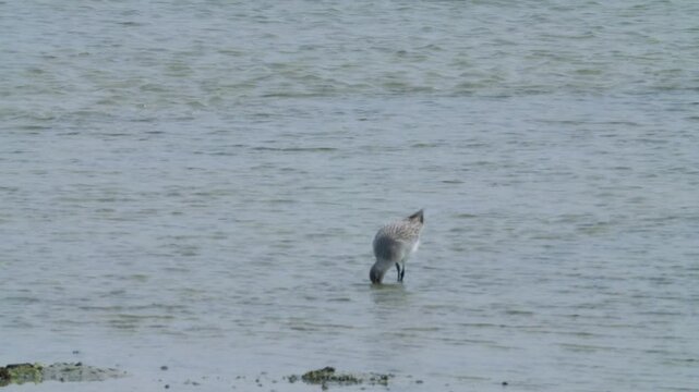 Shore bird feeding in Sitra shore