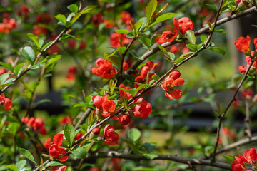Red flowers on branches of luxurious bush of Japanese quince (Chaenomeles japonica) on blurred...