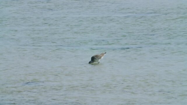 Shore bird feeding in Sitra shore