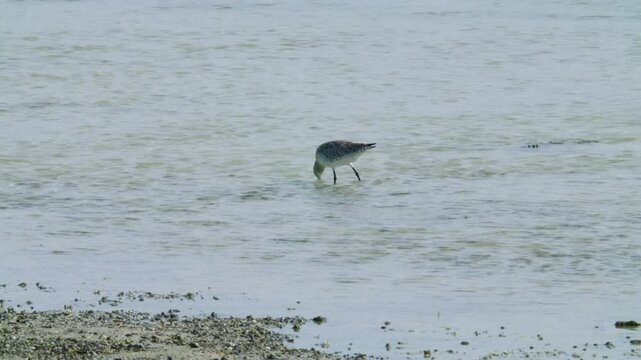 Bird feeding in Sitra shore