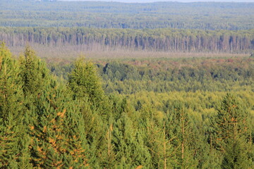 Sunny autumn day in the forest