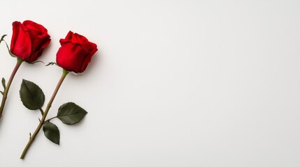 Valentine's Day theme background with roses and hearts, white background