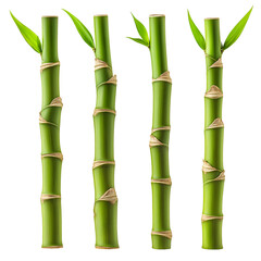 Obraz premium 4 bamboo stems isolated on a transparent background. fresh young bamboo shoots, cutout png
