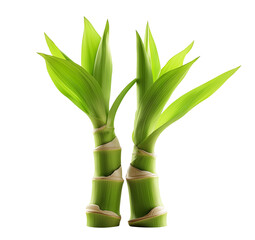 Naklejka premium a pair of bamboo sprouts isolated on a transparent background. fresh young bamboo shoots, cutout png