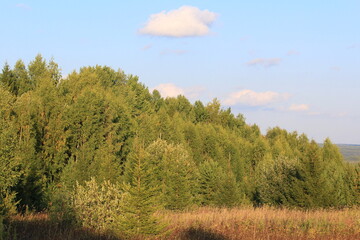 Fototapeta premium forests of northeastern Europe on a sunny day in late summer