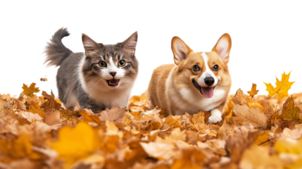  Furry friends a cat and a corgi dog walk through fallen golden leaves in an autumn sunny park isolated on a transparent or white background