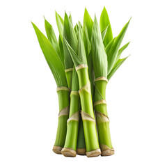 Fototapeta premium a bundle of fresh bamboo sprouts isolated on a transparent background. handful young bamboo shoots, cutout png