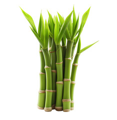 Obraz premium a bundle of fresh bamboo sprouts isolated on a transparent background. handful young bamboo shoots, cutout png