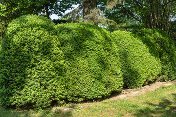 Boxwood Buxus sempervirens or European box with bright shiny young green foliage on blurred green background. Close-up, selective focus. Evergreen landscaped garden. Nature concept for design.