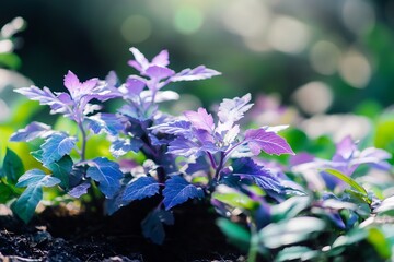 Obraz premium Purple plants garden sunlight bokeh nature background