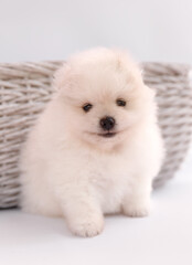 A white Pomeranian puppy sits on a white background with a woven basket behind it. The puppy looks into the camera with a mouth shaped as if it's smiling, giving a playful, adorable expression.