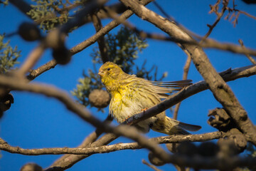 European Serin perched on a tree branch in the morning light