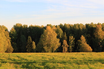 Sunny autumn day in the forest