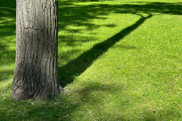 The trunk of an old tree, a beautiful tree shadow on the bright green grass on a summer sunny day.