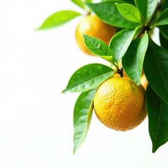 Lush, dewy citrus leaves; sharp focus, bright white backdrop , spring, lemon, citrus leaf