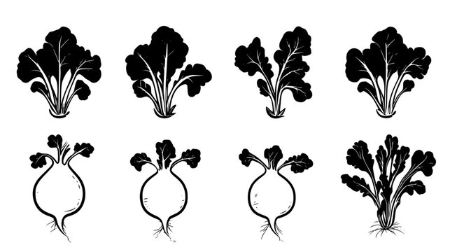 Collection of Kohlrabi, vectorized food design