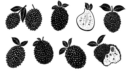 Collection of Soursop, vectorized food design