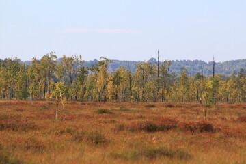 swamp in early autumn