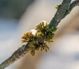 branch of a tree