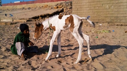 Horse in the desert