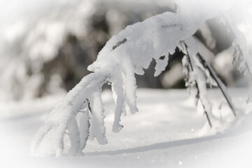 snow covered trees