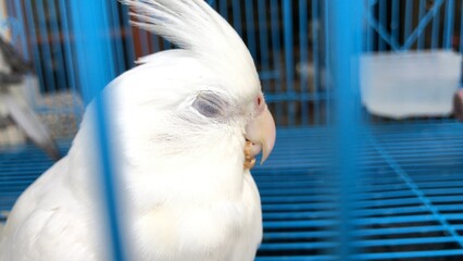 Adorable parrot,Cockatiel bird stay in the cage.Cute parrot.