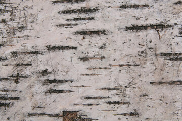 Birch bark texture. Natural birch background