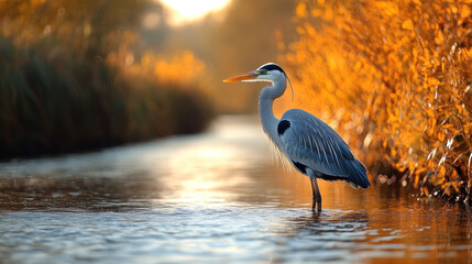 Naklejka premium A calm river surrounded by golden reeds, with a heron standing still in the water