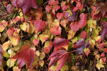 Der Wilde Wein, Parthenocissus quinquefolia ist eine beliebte Kletterpflanze und beeindruckt im Herbst mit seiner wunderschönen Laubfärbung.
