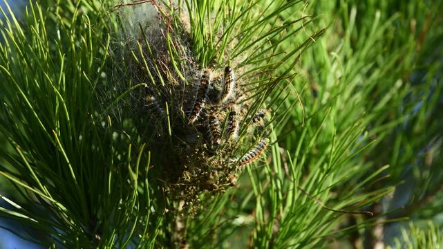 Pine processionary nest on the pine tree.