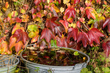 Der Wilde Wein, Parthenocissus quinquefolia ist eine beliebte Kletterpflanze und beeindruckt im...