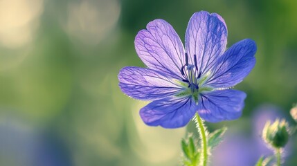 A close-up of a single vibrant garden flower.