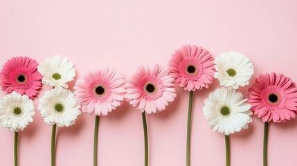 A vibrant bouquet of pink gerber daisies, showcasing the beauty of nature's colorful floral blooms