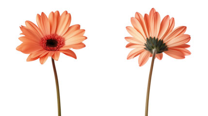 Vertical orange gerbera flowers with long stems isolated on a transparent or white background