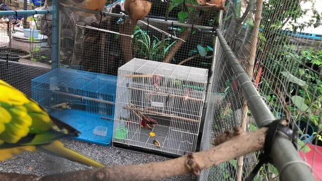 Adorable Sun conure bird standing in the cage with Green-cheeked conures bird well taken care of.Couple of cute parrot,spend their time together.Such coach such brother.