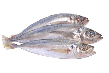 Horse mackerel fish isolated