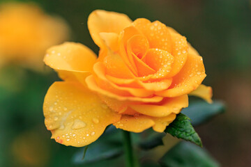 Vibrant yellow rose with dewdrops in a lush garden setting