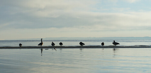 Gänse © helmut Schmidt