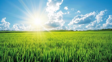 Obraz premium green rice field