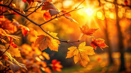 Fall foliage ablaze:  stunning autumn leaves photographed in the golden hour's magic light.