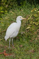 White Cattle Egret Standing in Green Grassland