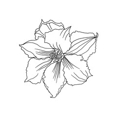 Monochrome sketch of lily flower on white background. Image for tattoo. 