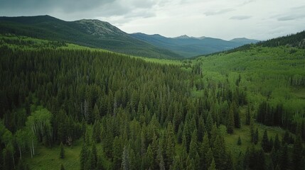 Obraz premium Aerial view of lush green mountain forest landscape with rolling hills