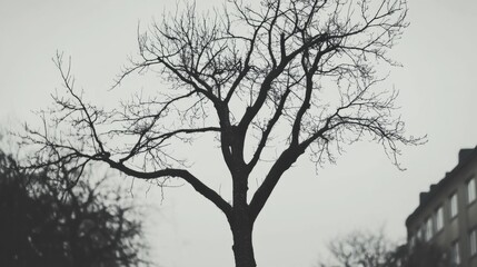 Fototapeta premium Silhouette of a leafless tree against a gray sky and building.