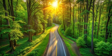 Obraz premium Serene Winding Road Through a Lush Green Forest Bathed in Golden Sunlight