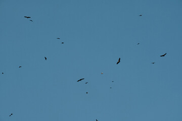 Eagles fly in the sky. Silhouettes of wild birds flying against the blue sky on a sunny, clear day.