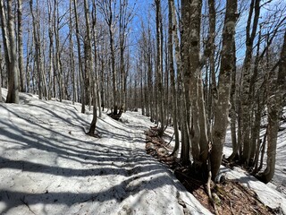 The last remnants of spring snow after a long and harsh mountain winter - Northern Velebit National...
