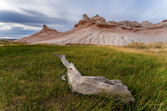 Coyote Buttes in Paria Canyon with a Log and Green Grass