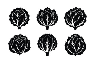 Radicchio (Cichorium intybus var. foliosum) design, labeled silhouette vector illustration